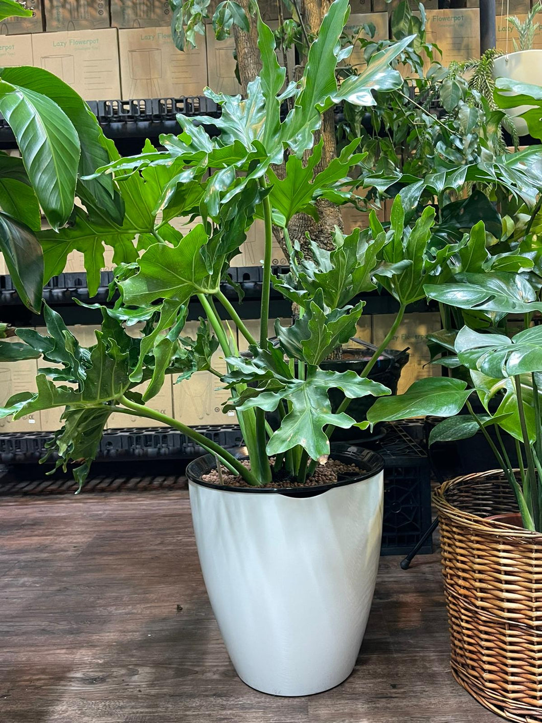 Philodendron selloum in big round self watering Pot (A5.04)