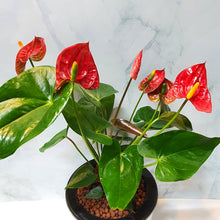 Load image into Gallery viewer, Anthurium andraeanum in SW white round pot (A6.07/3)
