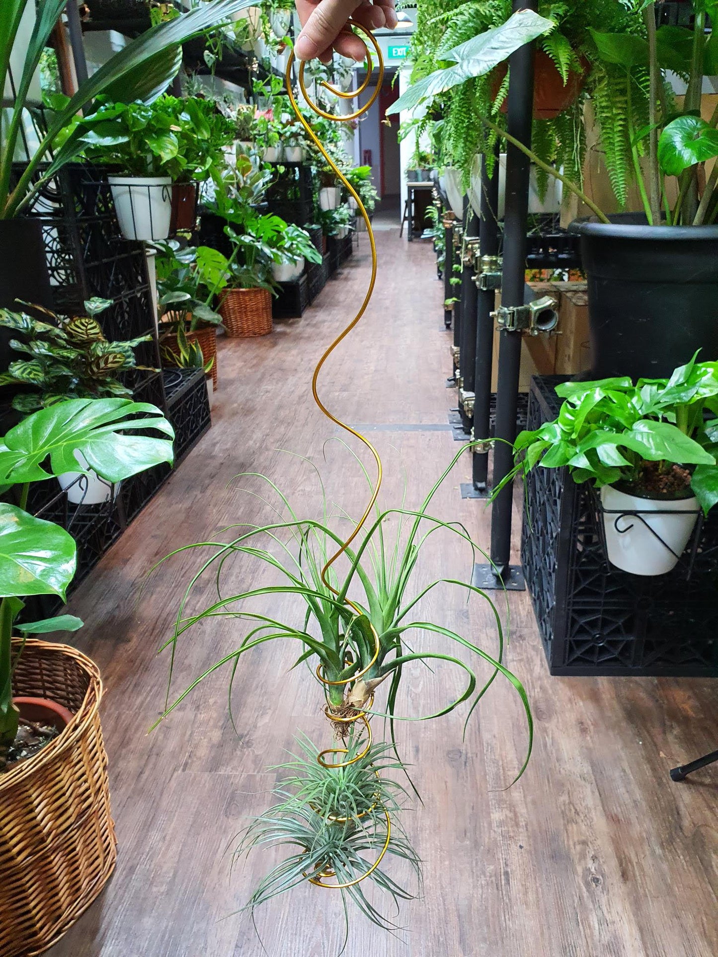 Hanging Air Plant