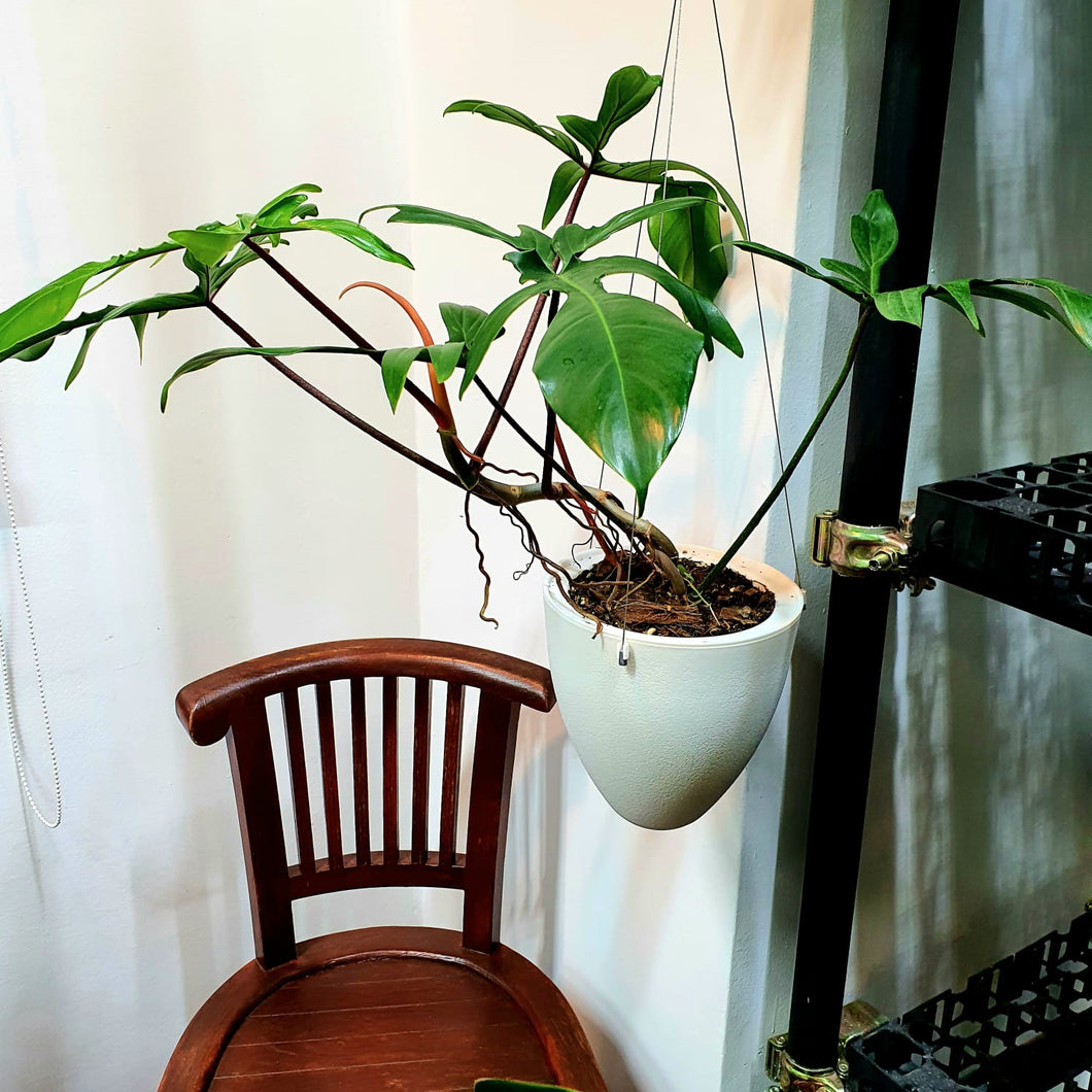 Philodendron squamiferum on egg shaped hanging pot (A10.04)