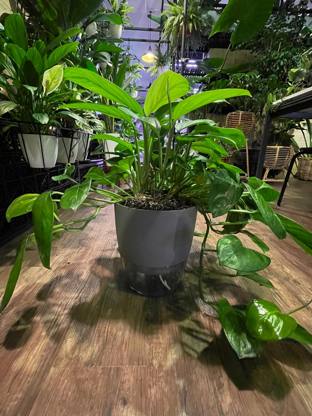 Philodendron cobra in SW grey transparent pot (A17.03/4b)