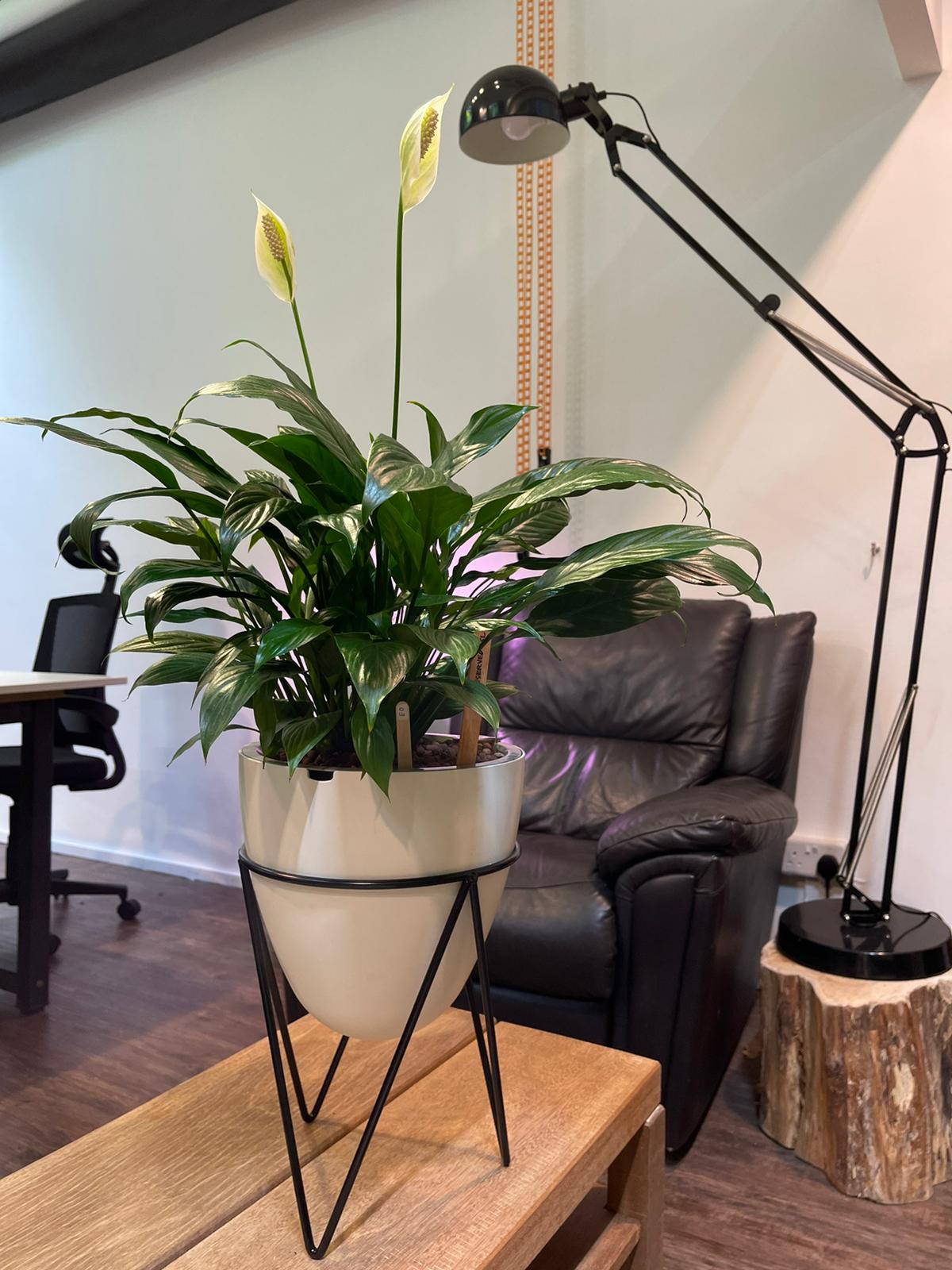 Spathiphyllum wallisi (Peace Lily) on Self Watering Planter