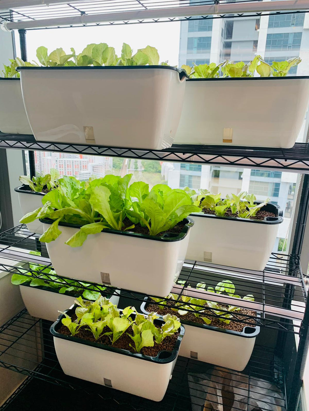 4-tier Indoor Vegetables Growing Set