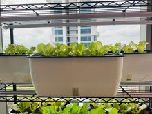 Load image into Gallery viewer, 4-tier Indoor Vegetables Growing Set
