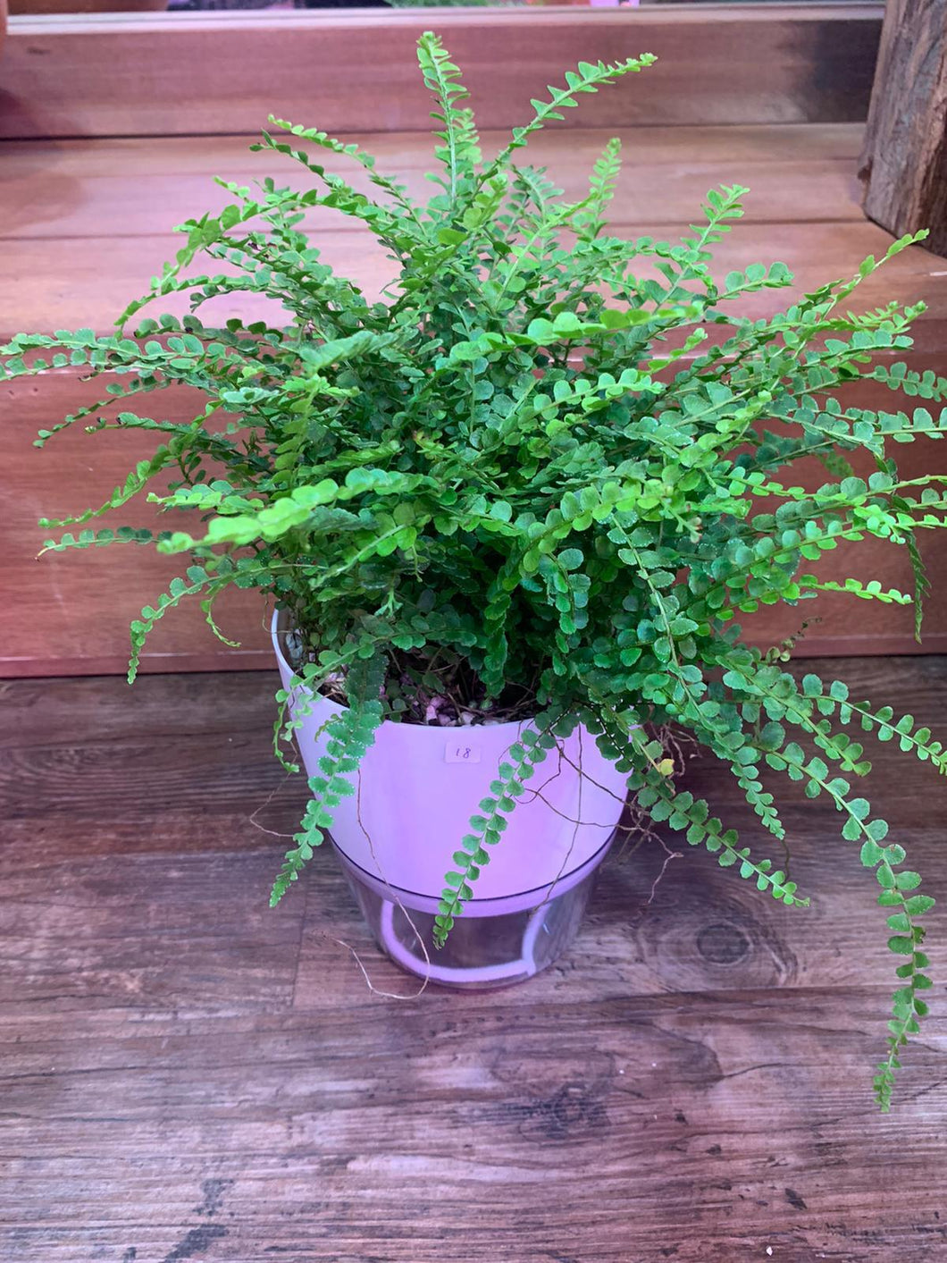 Nephrolepis cordifolia duffii in SW pot with clear base