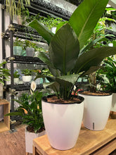 Load image into Gallery viewer, Spathiphyllum sensation (small spread) in SW large round pot (Peace Lily)
