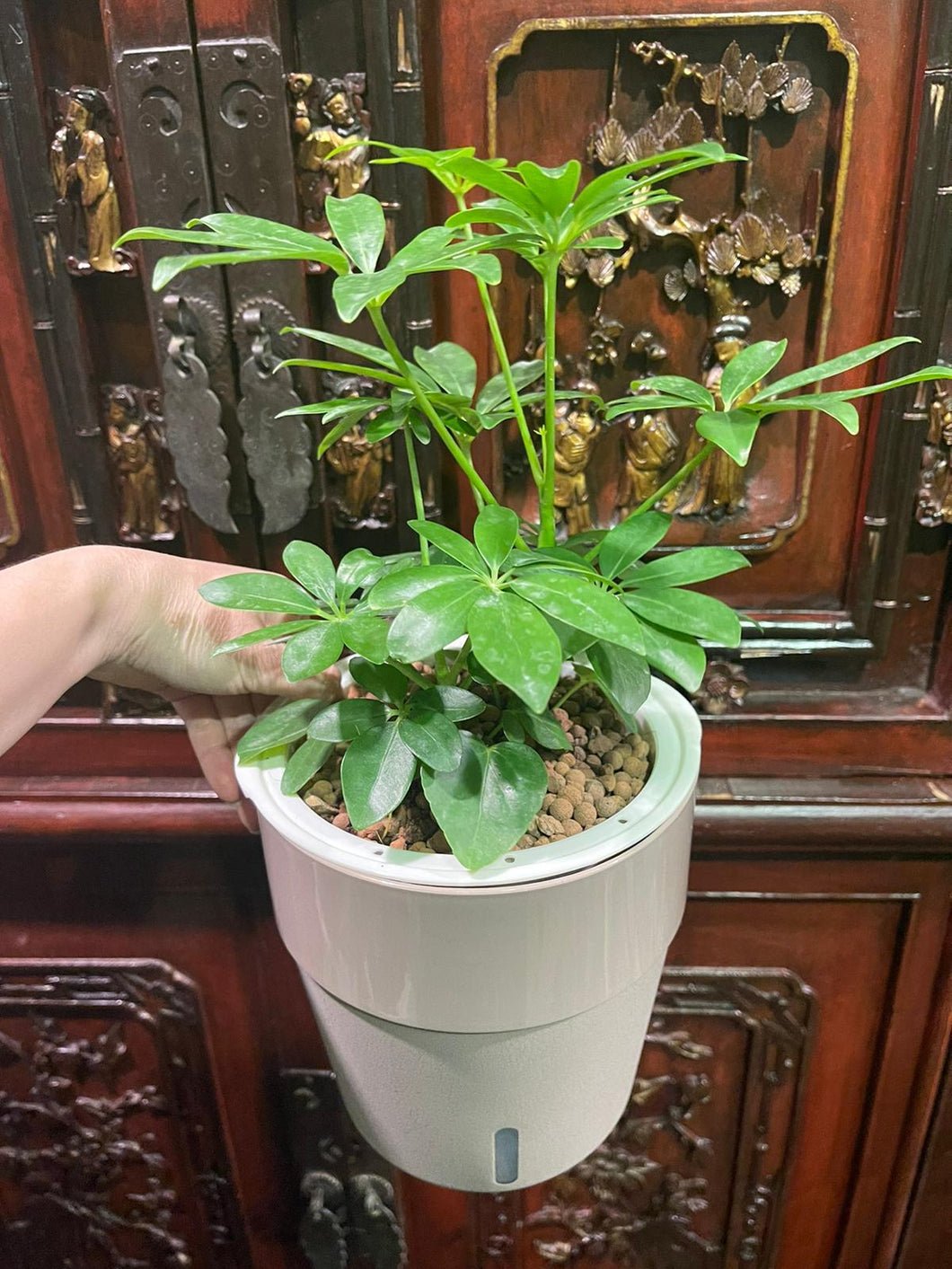 Schefflera in SW coloured pot