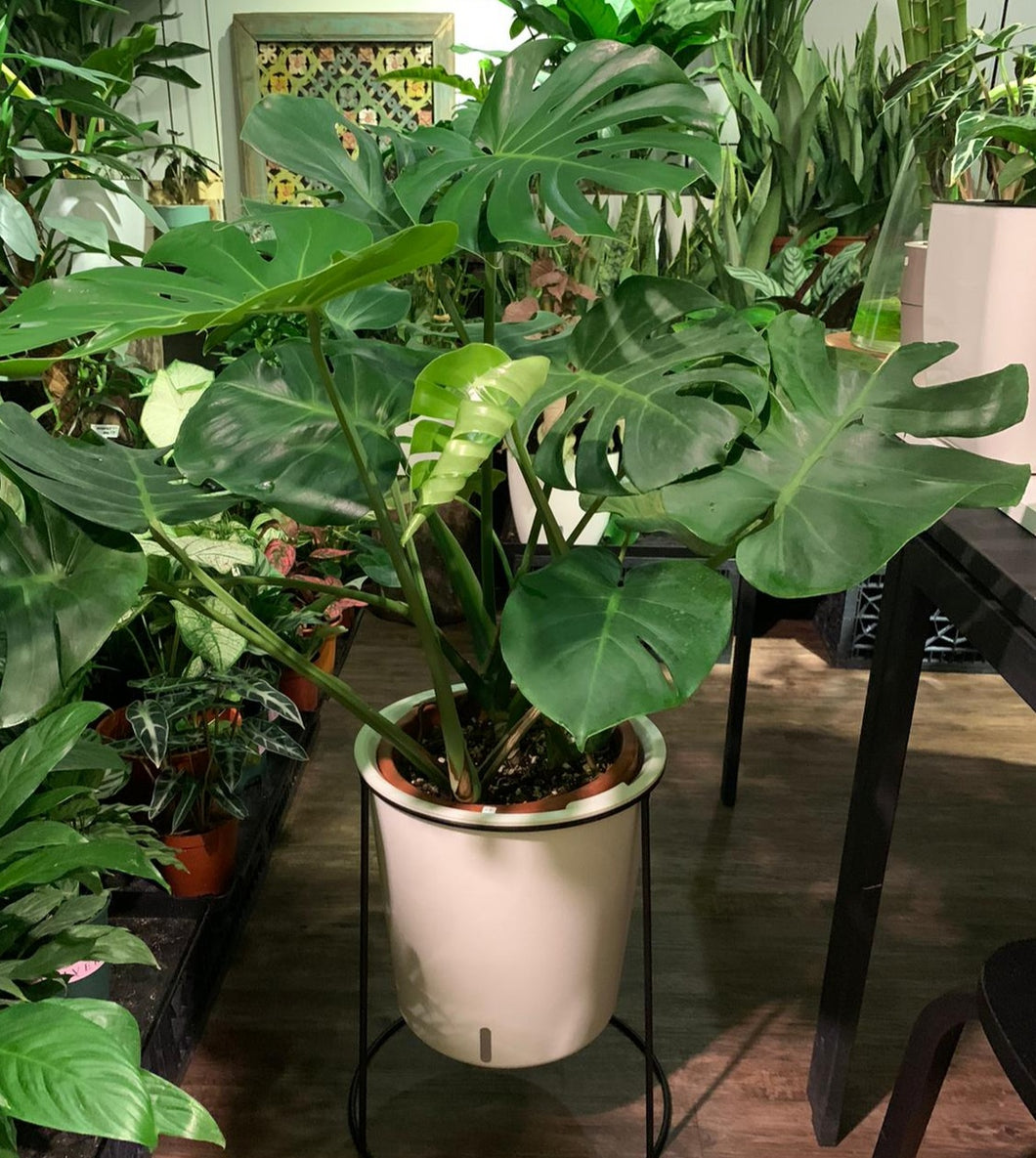 Monstera (large and bushy) in SW large white pot with black stand