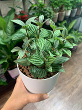Load image into Gallery viewer, Peperomia puteolata in SW White/ Grey transparent pot (A17.03/2)
