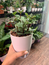 Load image into Gallery viewer, Peperomia puteolata in SW White/ Grey transparent pot (A17.03/2)
