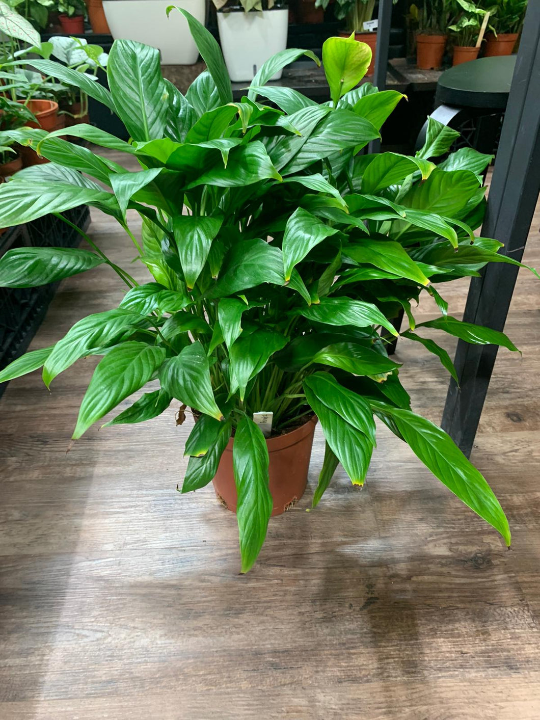 Plant only - Peace Lily (bushy)