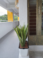Load image into Gallery viewer, Sansevieria (snake plant) in large rectangular SW planter
