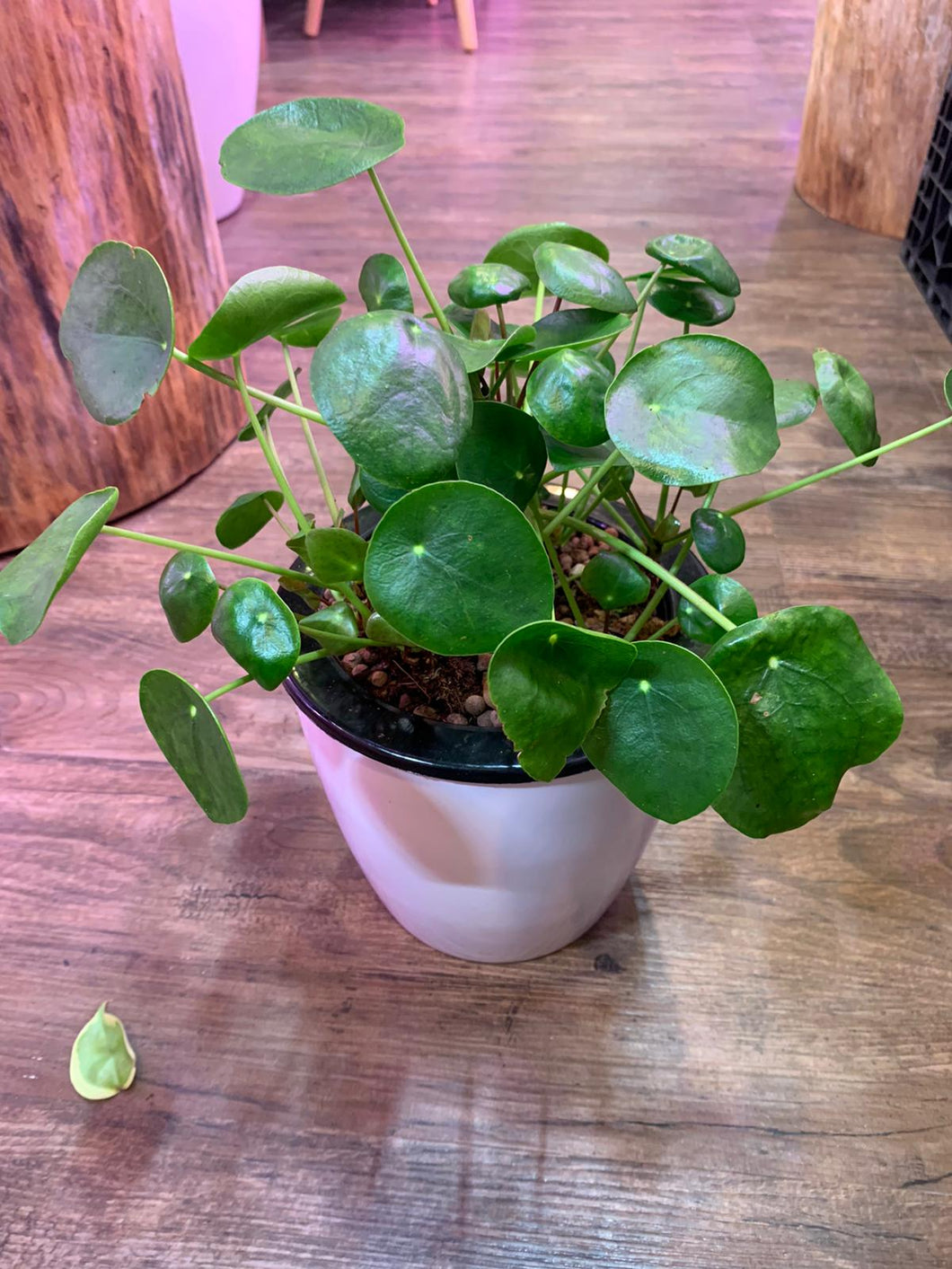Pilea Peperomioides in SW white pot