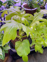 Load image into Gallery viewer, Philodendron Selloum Gold in SW white square pot
