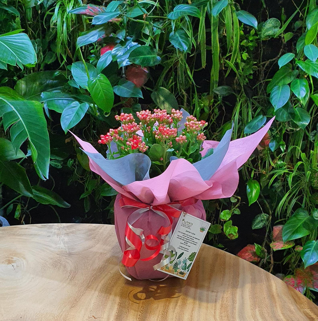 Kalanchoe in biodegradable pot plus gift wrapping
