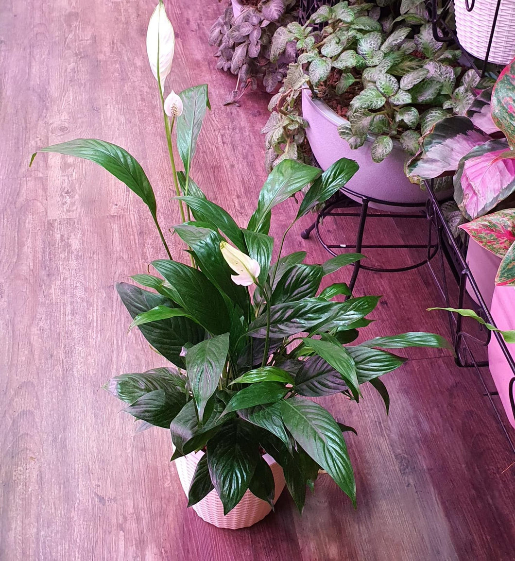 Spathiphyllum wallisi (Peace Lily) in SW rattan pot