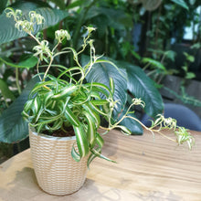 Load image into Gallery viewer, Chlorophytum comosum &quot;Bonnie&quot; (Curly Spider plant) in SW white rattern pot
