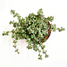 Load image into Gallery viewer, Pilea Silver Sparkle or Pilea Glauca in medium white or grey pot with clear base
