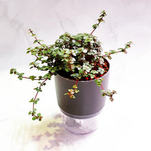 Load image into Gallery viewer, Pilea Silver Sparkle or Pilea Glauca in medium white or grey pot with clear base
