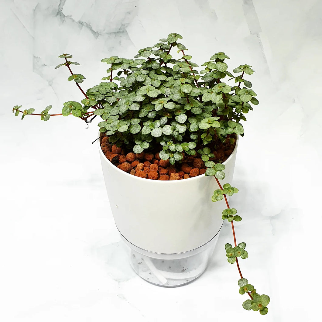 Pilea Silver Sparkle or Pilea Glauca in medium white or grey pot with clear base