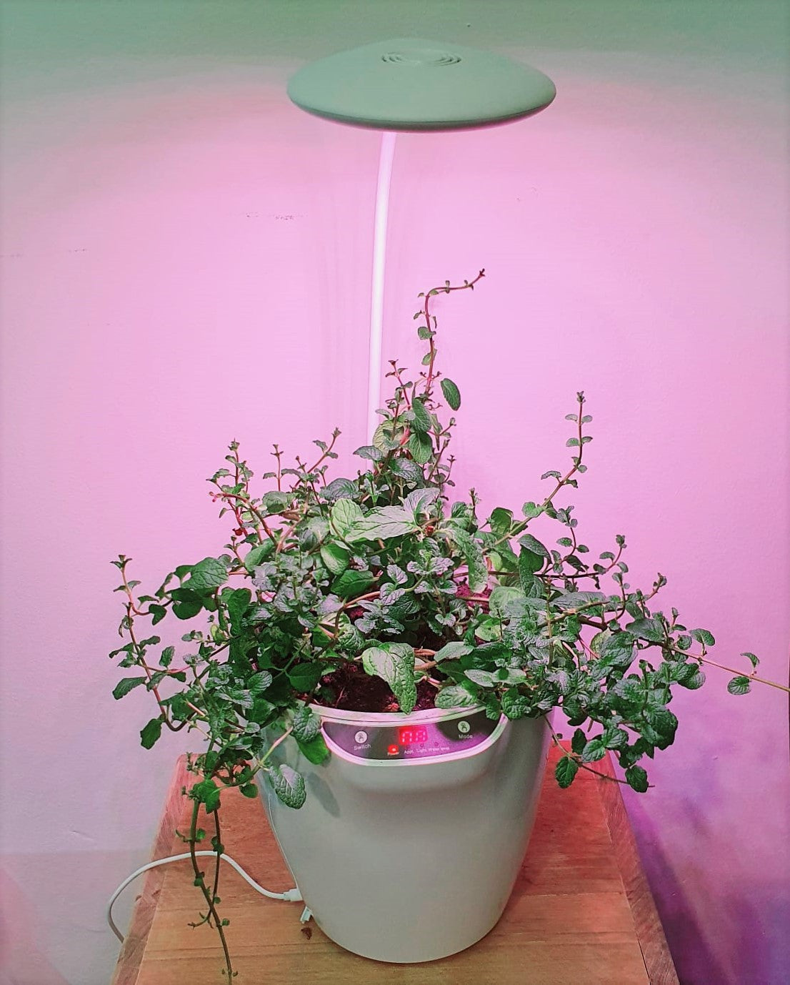 Self Watering Pot with Grow Light and Sensor (IS Series) - Pot Only (PA15)