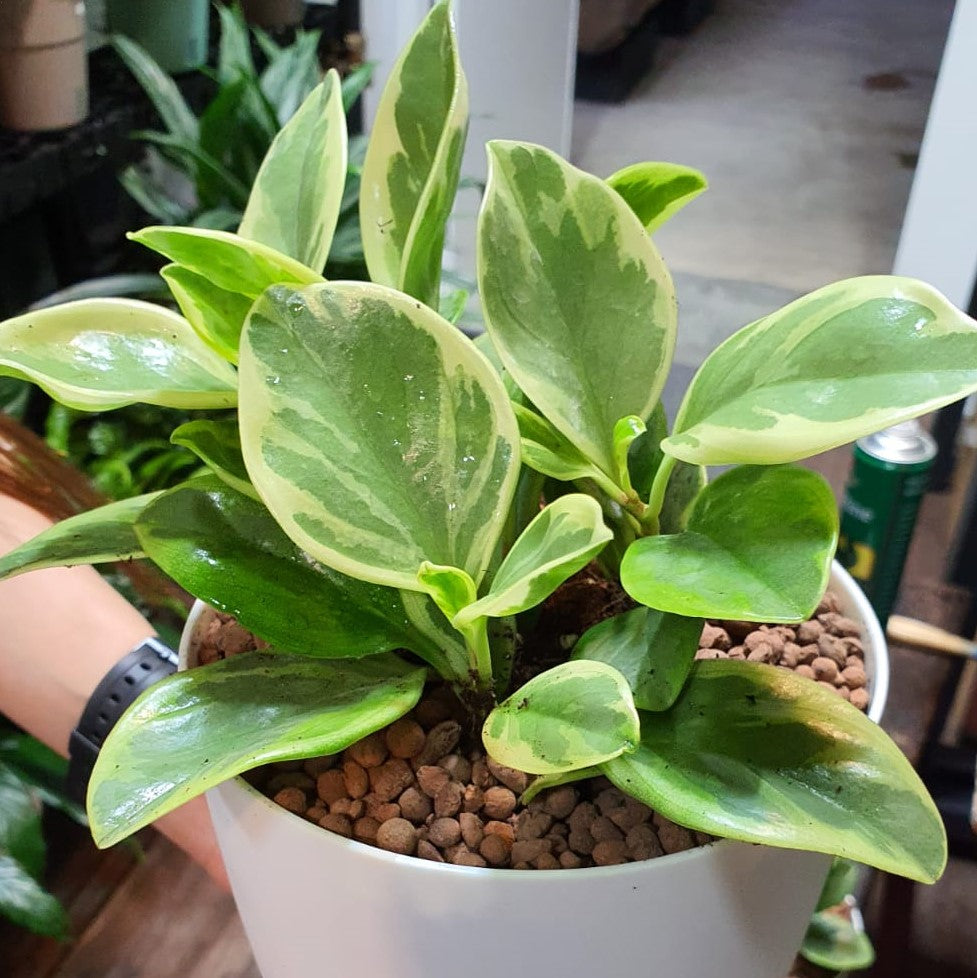 Peperomia obtusifolia variegated in SW large white pot with transparent base