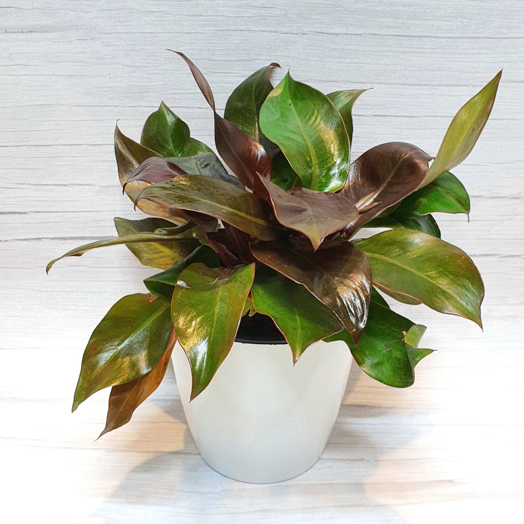 Philodendron Emerald Red Plant in SW  white round pot (A6.02/3)