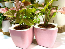 Load image into Gallery viewer, Syngonium pink in Biodegradable Pastel Pink SW Pot
