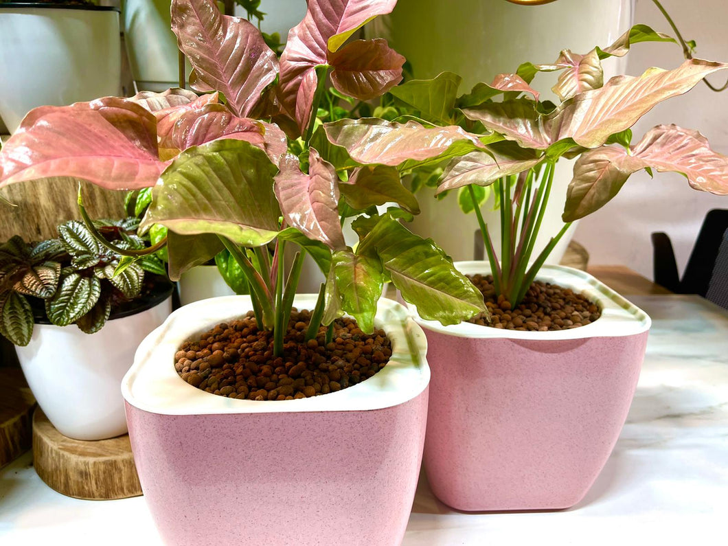 Syngonium pink in Biodegradable Pastel Pink SW Pot