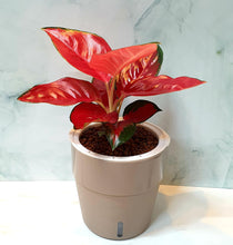 Load image into Gallery viewer, Sexy Red Aglaonema Plant in Self Watering Pot (excludes stand) (A2 pots)
