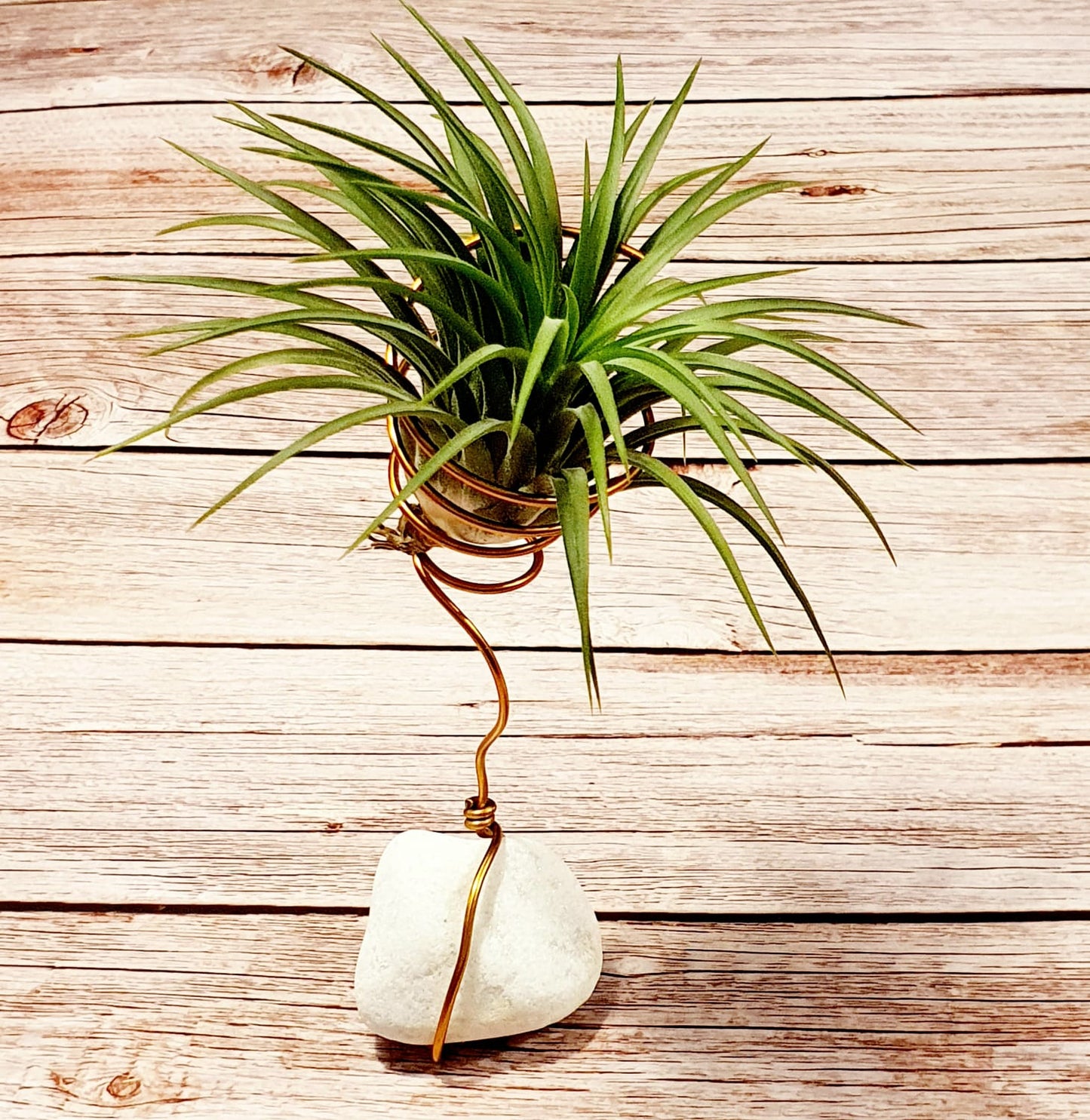 Tillandsia Ionantha (Air Plant) with White Stone