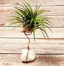 Load image into Gallery viewer, Tillandsia Ionantha (Air Plant) with Stone
