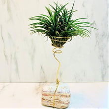 Load image into Gallery viewer, Tillandsia Ionantha (Air Plant) on Marble Stone
