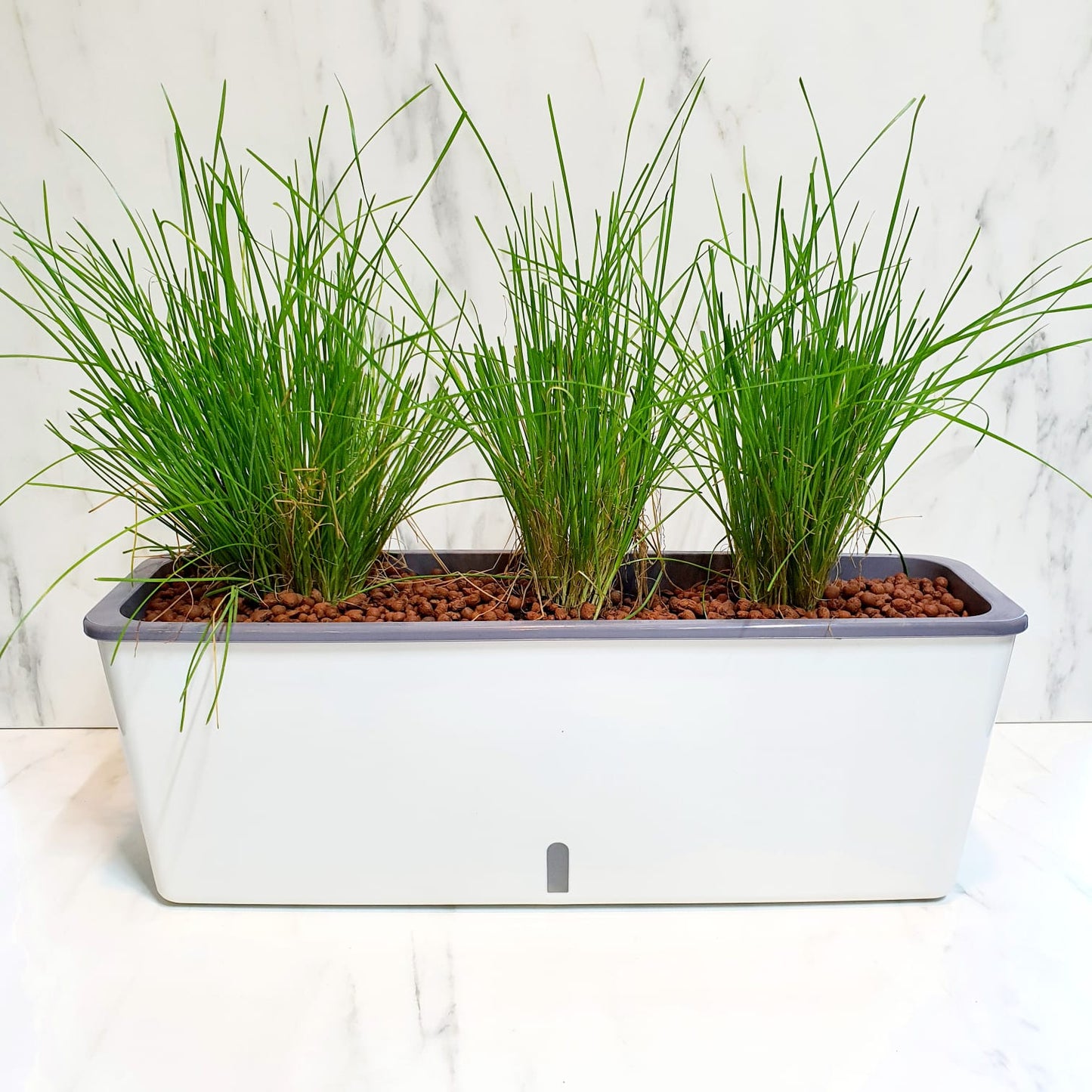 Self Watering Sleek Rectangle Pot - Pot Only (PA19)