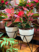 Load image into Gallery viewer, Aglaonema (bushy) in egg shape smart pot with black metal frame
