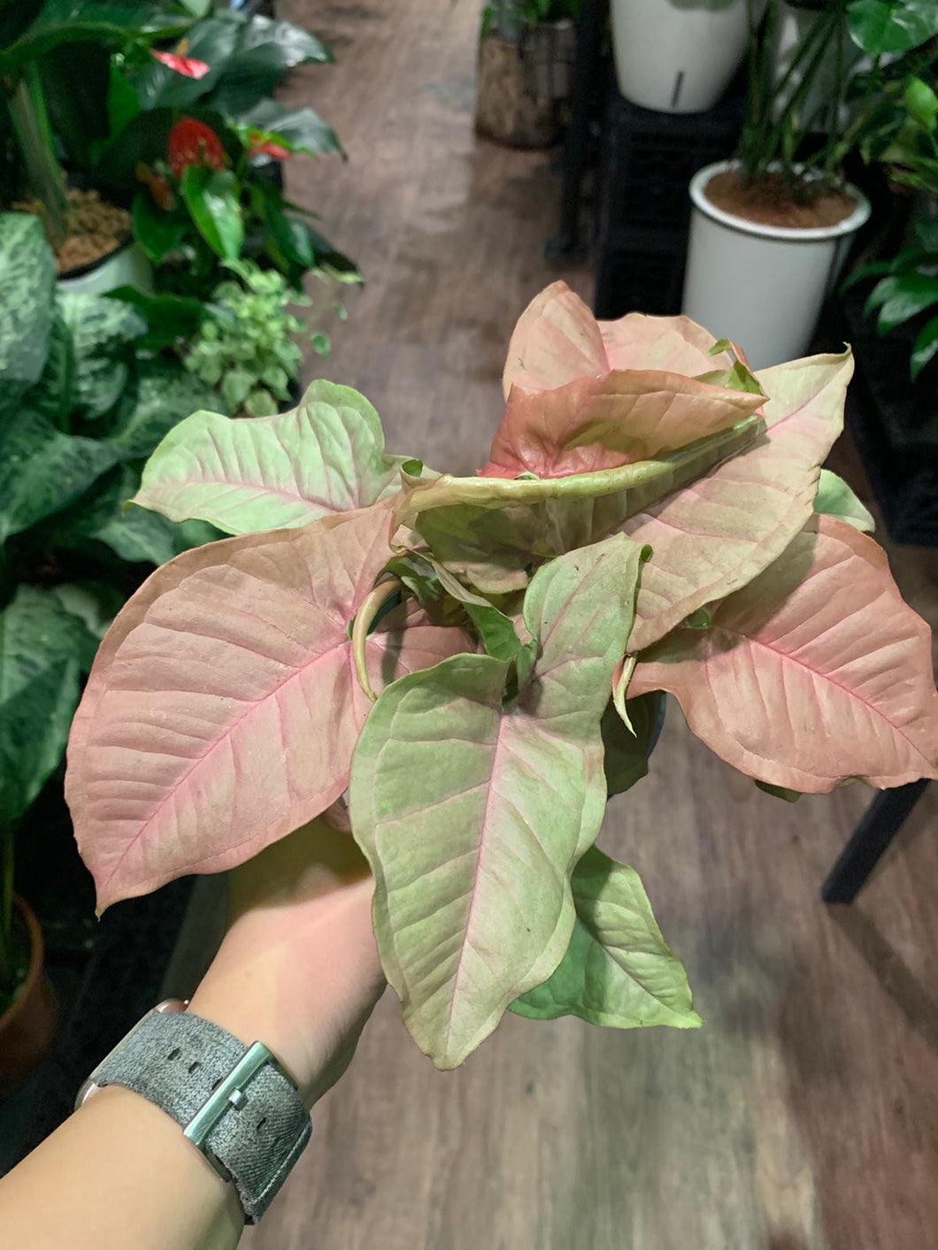 Syngonium Pink (Plant only)