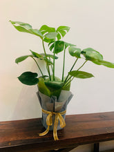 Load image into Gallery viewer, Gift a Pot - Customised Gift Small Monstera deliciosa
