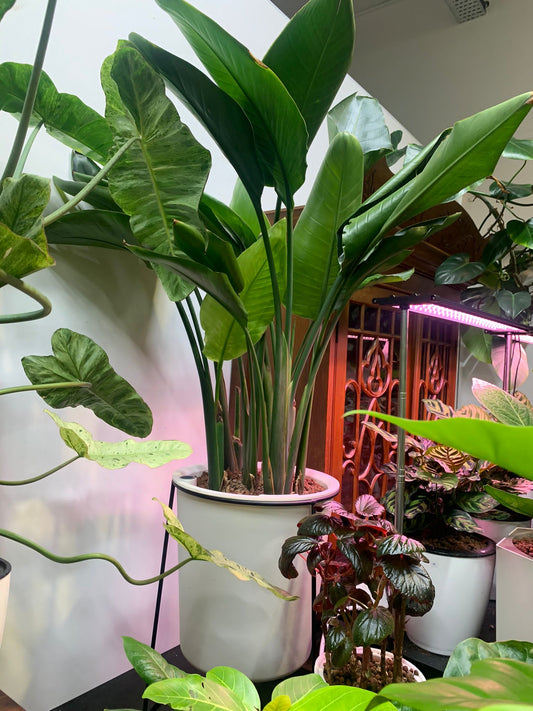 Strelizia (short) in white pot with metal stand