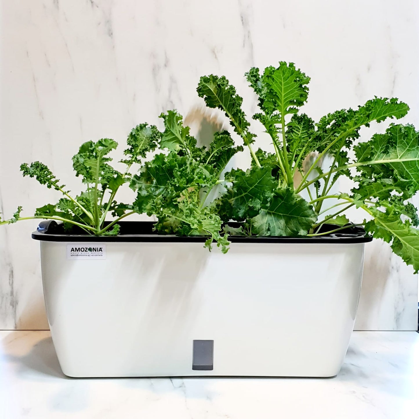 Kale on Rectangular Planter 