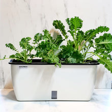 Load image into Gallery viewer, Kale on Rectangular Planter 
